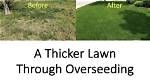 How Can I Thicken My Old Lawn?