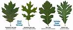 How Can You Tell a Pin Oak Leaf?