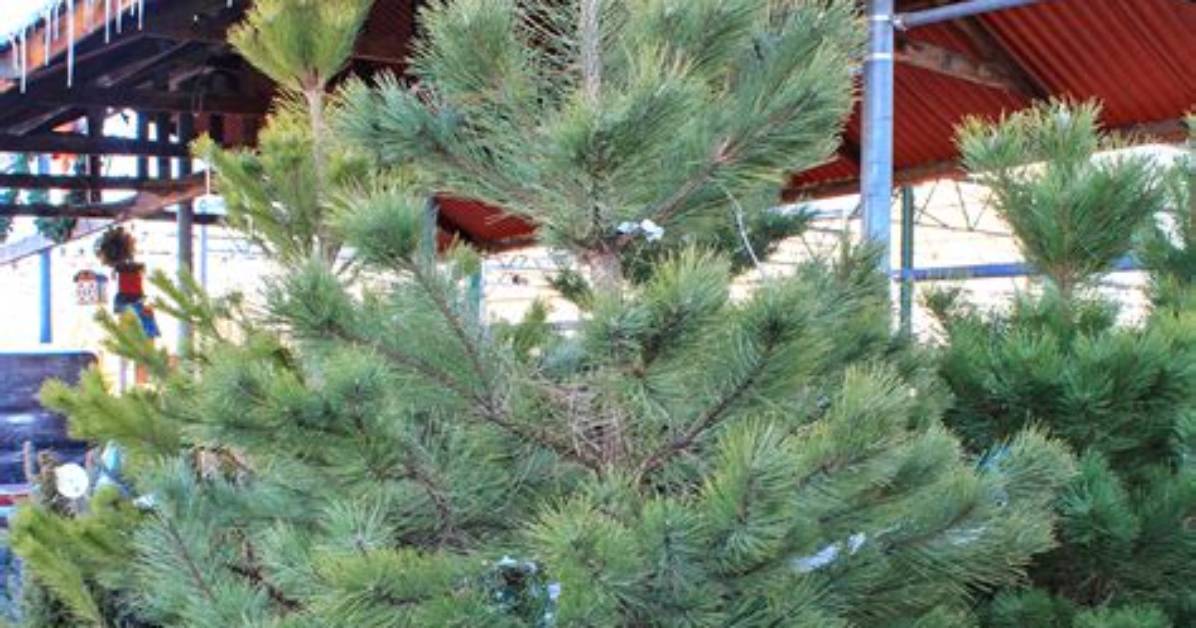 How Can You Tell an Austrian Pine?