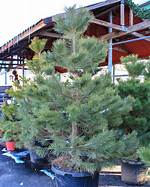 How Can You Tell an Austrian Pine?