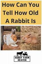 How Can You Tell How Old a Pecan Tree Is?