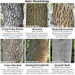 How Can You Tell If a Ash Tree Has Ash Borer?