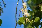 How Can You Tell If a Cottonwood Is Dying?