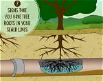How Can You Tell If a Tree Has Rot?