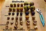 How Can You Tell If Black Walnuts Are Bad?