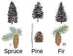 How Can You Tell If Pine Is Dying?