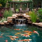 How Close Can a Koi Pond Be to a House?