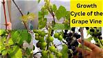 How Close Can Grapevines Be Planted?