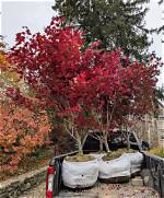 How Close Can You Plant a Bloodgood Japanese Maple to Your House?