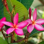How Cold Can a Plumeria Tolerate?