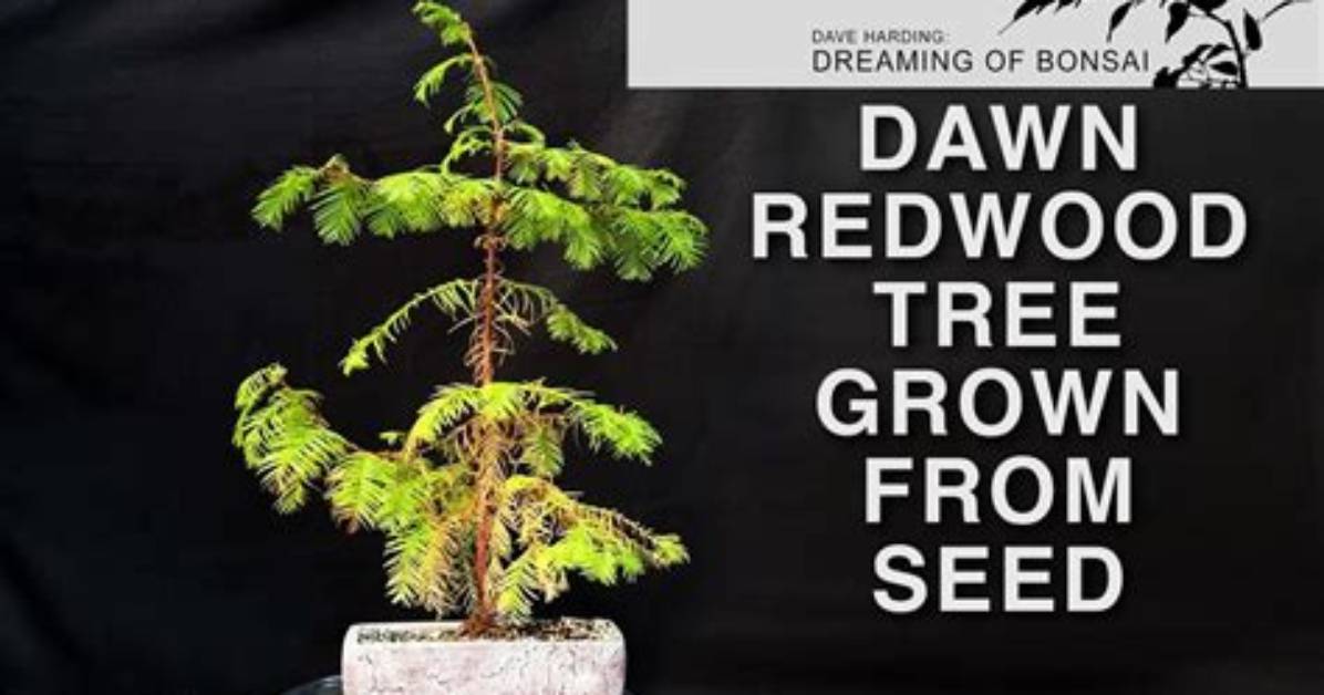 How Do Dawn Redwoods Reproduce?