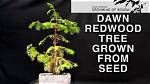 How Do Dawn Redwoods Reproduce?