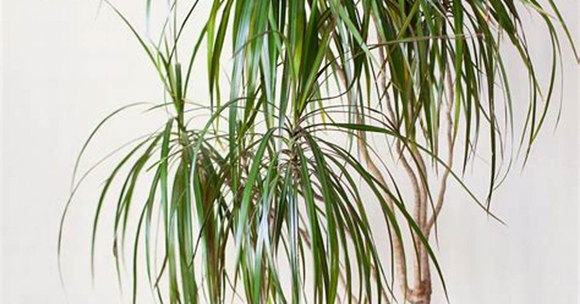How Do I Bring My Dragon Plant Back to Life?
