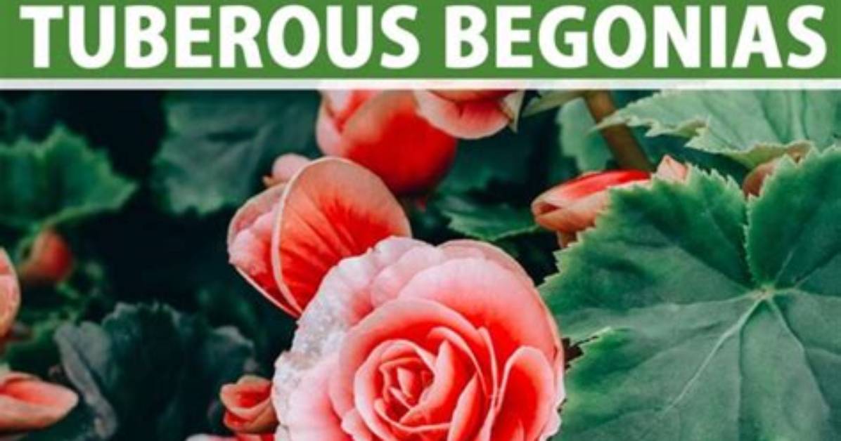 How Do I Care for My Tuberous Begonia?