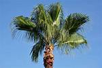 How Do I Care for My Washingtonia Palm?
