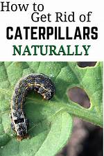 How Do I Fight Caterpillars in My Garden?