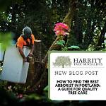 How Do I Find the Best Arborist?