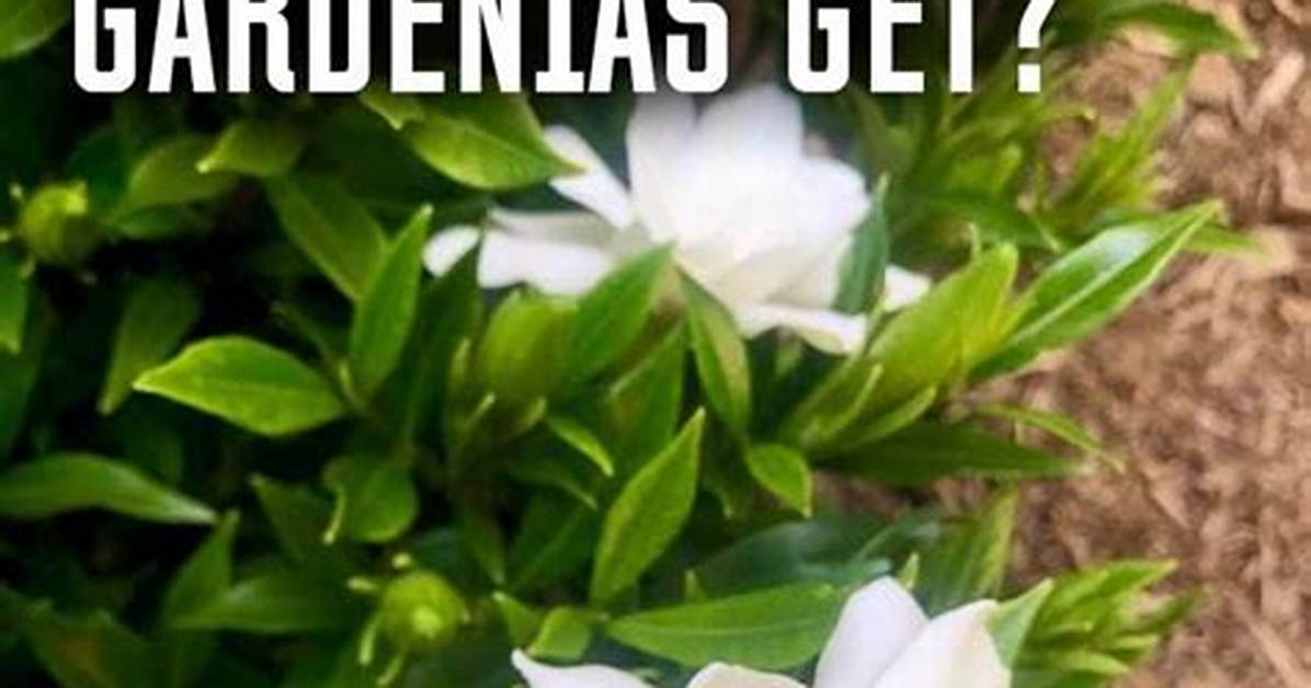How Do I Get My Gardenia to Flower?