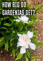 How Do I Get My Gardenia to Flower?