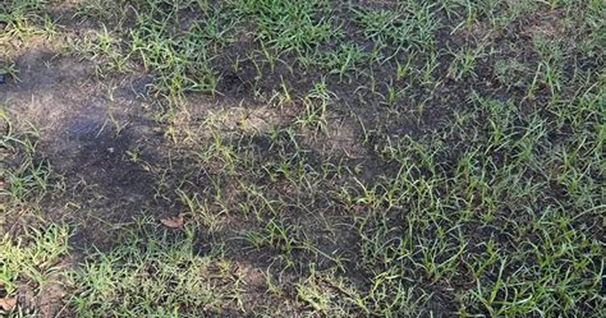 How Do I Get My Lawn Back in Shape?