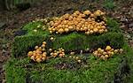 How Do I Get Rid of Armillaria Root Rot?