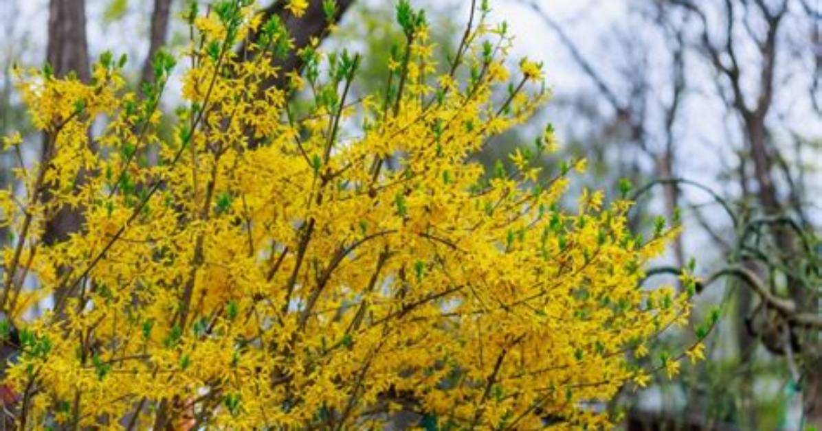 How Do I Get Rid of Forsythia Gall?