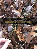 How Do I Get Rid of Greenbrier Vine?