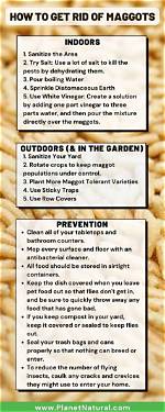 How Do I Get Rid of Magnolia Scale Insects?