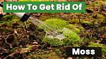 How Do I Get Rid of Moss and Algae in My Lawn?