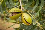 How Do I Get Rid of Pecan Tree Galls?