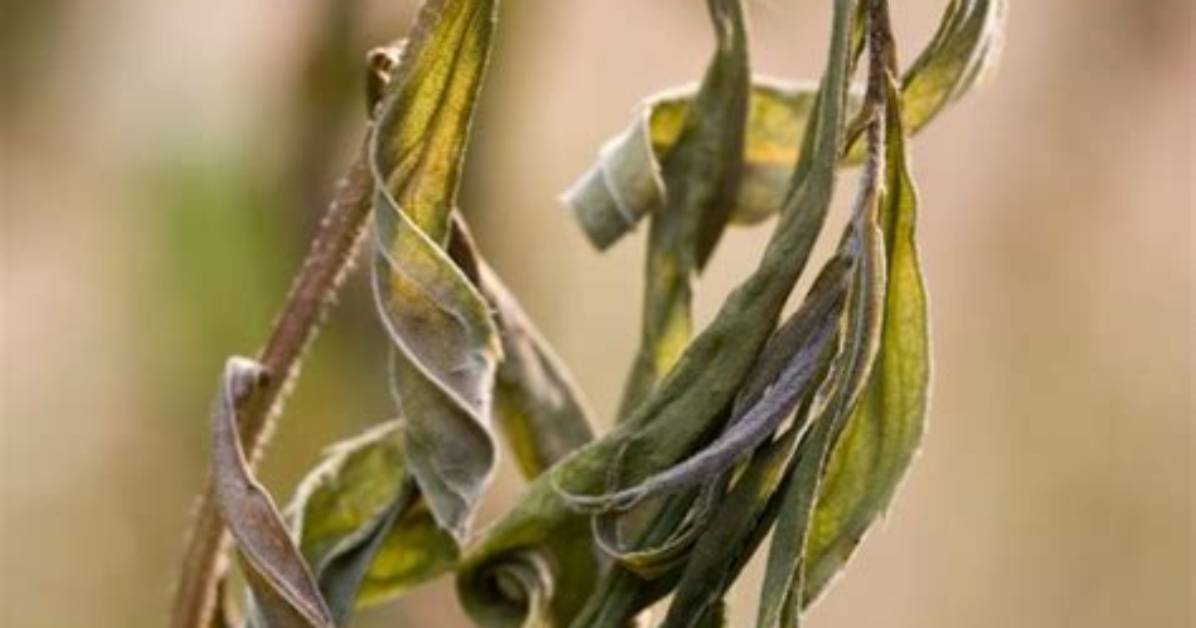 How Do I Get Rid of Verticillium Wilt?