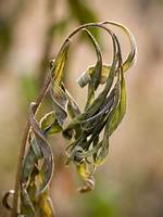 How Do I Get Rid of Verticillium Wilt?