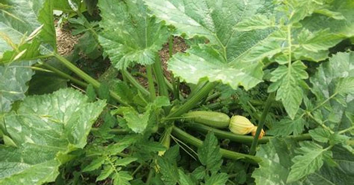 How Do I Get Rid of Zucchini Beetles?