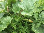 How Do I Get Rid of Zucchini Beetles?