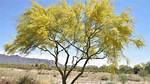 How Do I Identify a Palo Verde Tree?