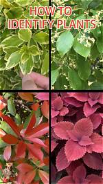 How Do I Identify a Plant on My Iphone?