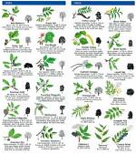 How Do I Identify a Tree Species?