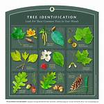 How Do I Identify a Tree Tree?