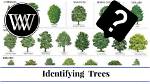 How Do I Identify My Backyard Tree?