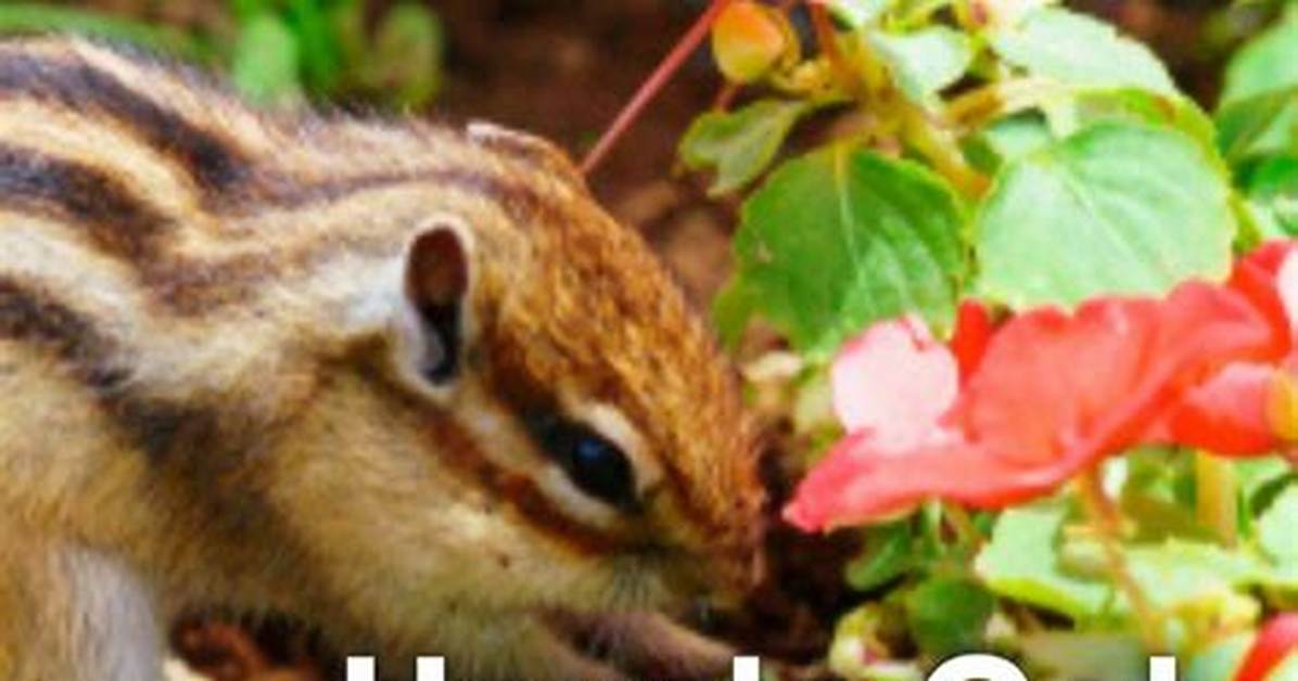 How Do I Keep Squirrels and Chipmunks out of My Vegetable Garden?