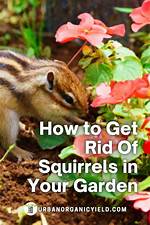 How Do I Keep Squirrels and Chipmunks out of My Vegetable Garden?