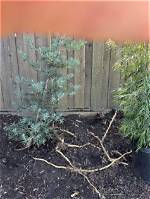 How Do I Kill My Neighbors Bamboo Roots?