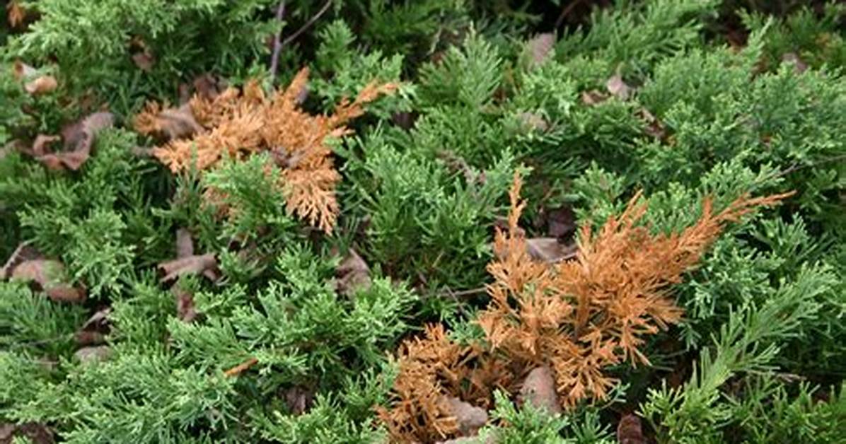 How Do I Know If My Juniper Is Dying?