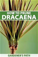 How Do I Prune My Dodonaea?