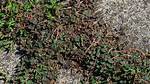 How Do I Stop Aggressive Weeds?