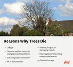 How Do Trees Die?