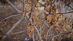 How Do Trees React to Drought?