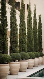 How Do You Bring an Italian Cypress Back to Life?