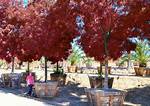 How Do You Care for a Raywood Ash Tree?
