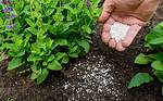 How Do You Choose Fertilizer?